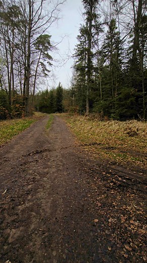 585 reactions · 55 shares | Cel mai frumos cântec 殺 | George Moldovan | Facebook