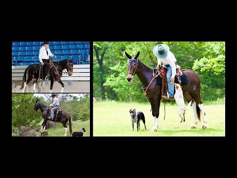 A Must Have Registered Flashy Gaited Trail Mule Gelding For Sale