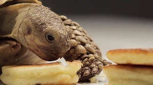 Tortoises trying tiny pancakes...you're welcome ;) Pancakes aren't just for Pancake Day! | Iwantoneofthose.com