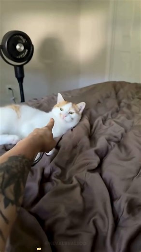 Cat Core 49 #cat #funny