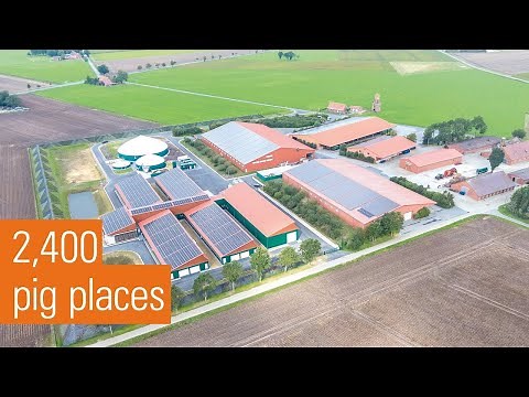 Xaletto: Sustainable Straw Bedding Concept for Pig Farming | Big Dutchman Asia