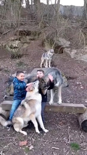 41K views · 1.2K reactions | #wolves #wolf #wolvesofinstagram #wolfdog | We Love Wolves | Facebook