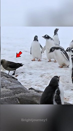 Skua Bird Attacks Penguin Chicks | Real Wildlife Battle in Antarctica #reels #facts