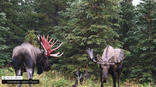 20K views · 606 reactions | Hey moose fans! It’s time for Turkey’s...