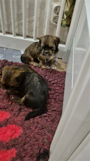 Puppies, puppies, puppies 🥰 #lhasaapso #lhasaapsopuppies #lhasaapsopentuja #puppies #pentuja | Yarmilan