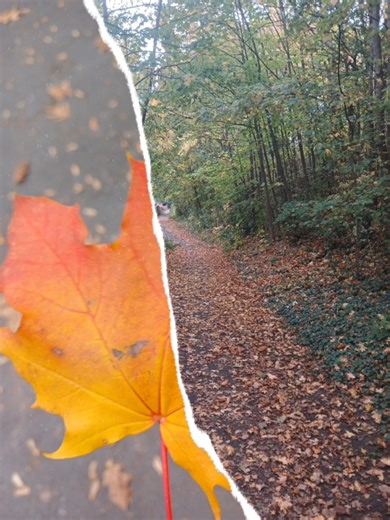 The Magic of Autumn 🍁 Peaceful Nature Walk with Vibrant Fall Foliage Immerse yourself in the breathtaking beauty of autumn with this vivid nature video featuring vibrant fall foliage, gentle falling leaves, and peaceful forest ambience. Whether you're looking to relax, study, meditate, or simply enjoy the calming colors of nature, this video brings the magic of the autumn season directly to you. Experience: 🍁 Stunning golden, orange, and red autumn trees 🍂 Soft falling leaves drifting in the 