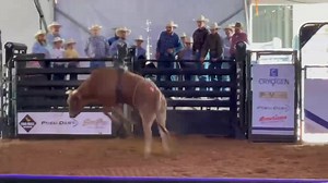 | Bucking Bull Pro | Scoreboard The future of the bucking bull industry, the youth, showcased their stuff on one of the biggest stages of the bucking bull game during the American Heritage Futurity. The youth competition is always one of the most watched classes as the competitive edge of the kids is always entertaining and encouraging to witness. 1. Hunter 84H – Richardson Land and Cattle 89.92 points $2,550 Sire: 484b Quick Fix (52U Midnight Mood) Dam: Page 84/E (86Y Finger Roll) Original Bree