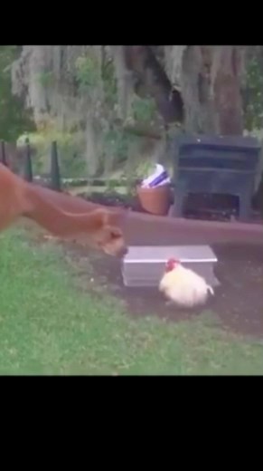 Las gallinas son muy inteligentes #viralreels #reelsfypシ #fypシ゚ #entretenimiento