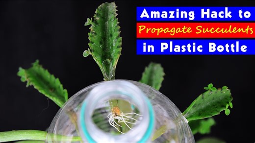 Bottle technique that makes growing succulents simple and fun