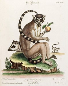 Taxonomy of lemurs - Alchetron, The Free Social Encyclopedia