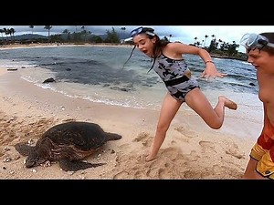 SAND TURTLE SCARE 🐢