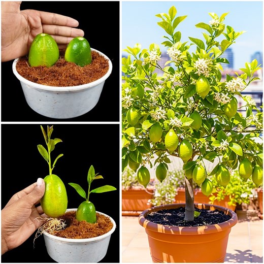 How to growing lemon plant at home || Tips & tricks in this video || Watch till end | Rana Craft