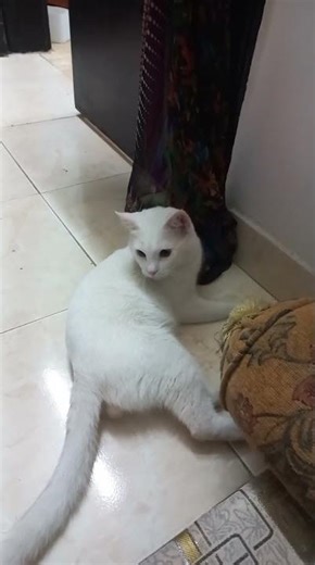 Meet our fluffycat, Alpha!🥰Watch his adorable playtime & cute moments 🤩 SUBSCRIBE 4 more cat fun! 🐱