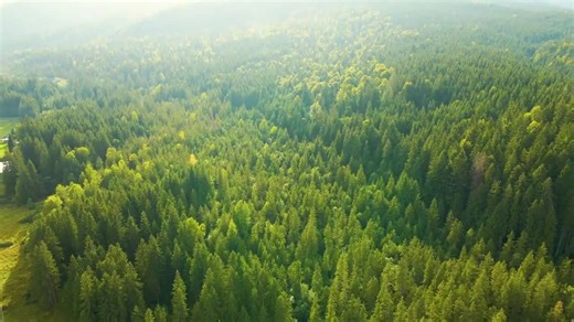 Un dron revela la inmensa belleza de la taiga en unas impresionantes imágenes