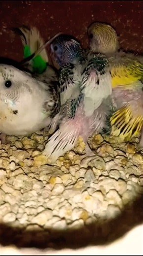 Australian parrots breeding season has been started have born in ramadan 2025 🐦#birds #parrot #cute