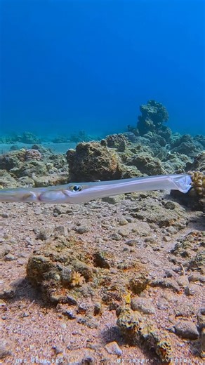 Joseph Leverton on Instagram: "Ever seen a Bluespotted Cornetfish (Fistularia commersonii) yawn? 👄 These slender, stealthy predators use their long, tubular snouts to sneak up on small fish and invertebrates. While it might look like a yawn, this behavior could be jaw stretching, respiration, or even realignment of their elongated jaws! Fascinating to watch either way. 🐟 #FistulariaCommersonii #Cornetfish #ReefLife #BigBlueSea #RedSea #UnderwaterMoments #OceanFacts"