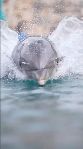 Adaptations in action!