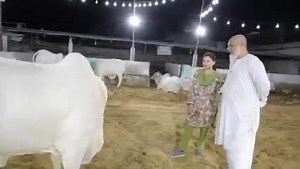 291K views · 10K reactions | So cute gurya... 殺殺殺 | Cow Mandi - Updates | Facebook