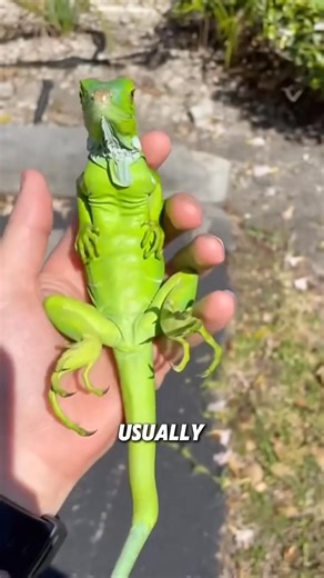 Gentle iguana_animals #funnyanimal #funny #cute #iguana | Funnydog01