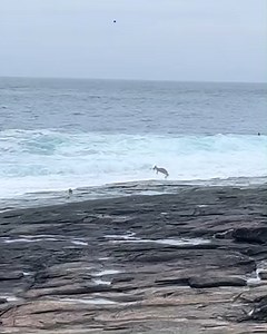 63K views · 240 reactions | You've heard of skinny dipping, but what about 'skippy' dipping? 輦 A kangaroo has been filmed jumping into waters of a NSW South Coast beach, with witnesses claiming the marsupial was swimming for around half an hour before hopping on its way. The iconic Aussie animals are known to be strong swimmers - but only over short distances or in the shallows. #9News LATEST: https://nine.social/Hcl | 9 News Darwin | Facebook