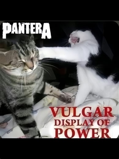 Cats Recreate Iconic Bands: Grunge & Nu Metal Style