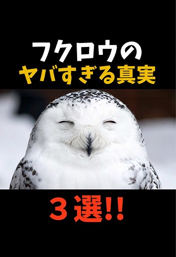 フクロウのヤバすぎる真実３選！😱 #動物 #雑学 #フクロウ