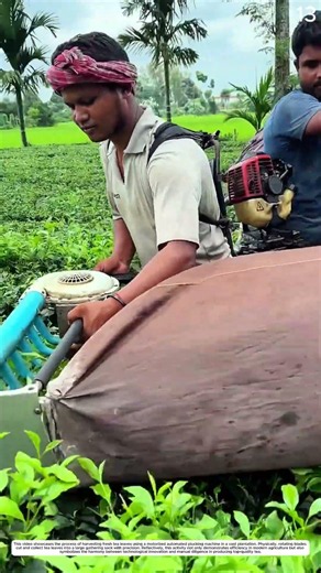 Faster Picking: How a Tea Harvesting Machine Collects Leaves 