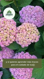 Así debes podar tus hortensias . . . . . . . Hoy te comparto algunos tip's para podar tus hortensias. Con una buena poda podrás lograr una buena floración en tus plantas de hortensias. #vivero #Jardinería #garden | Jardineria Online