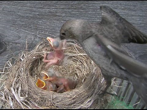 Robin Nest: Birdnapper Attack!