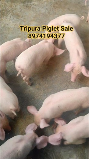 Tripura Piglets Sale #shorts #short #shortvideo #shortsfeed #viralvideo #youtubeshorts #piglet #yt