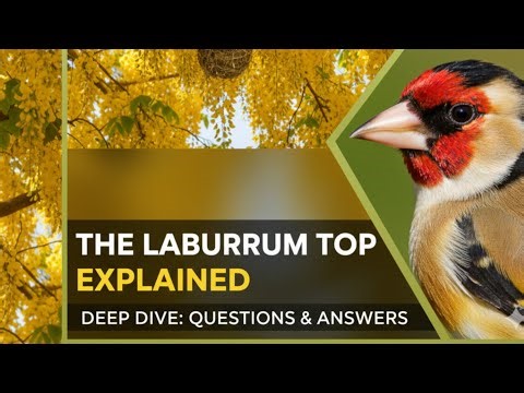 The Laburnum Top question/answers | Study pursuit