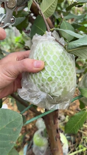Satisfying Fruit Cutting ASMR Experience