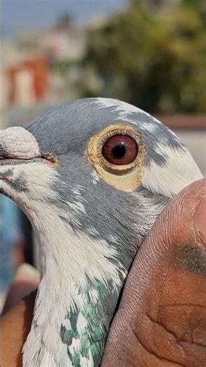 original Resing Humar kobutor 🥵🕊️#pigeon #love #viral #shortvideo #foryou #youtube #trending #reels