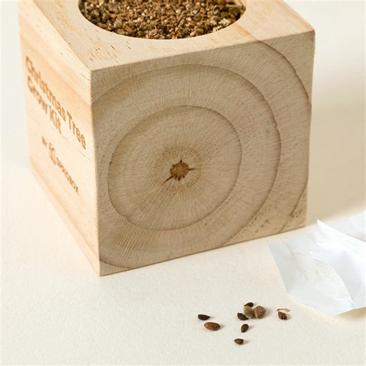 Plant the holiday magic early 🎄✨ This mini tree kit grows as the countdown begins — the cutest way to kick off the season. | Uncommon Goods