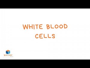 White Blood Cells (KS3 Biology - Specialised Cell Adaptations)