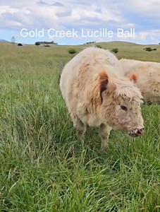 You are probably missing this gorgeous face. We are missing the green grass. There's plenty of feed it is just not green anymore!! | GOLD CREEK Miniature Cattle - Traditional White Galloways
