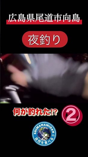 何が釣れた⁉︎広島県尾道市向島で梅雨明け一発目の夜釣り！②#釣り #夜釣り #しまなみ海道釣り #しまなみ海道 #向島 #尾道市 #しまなみ団 #ぶっこみ釣り