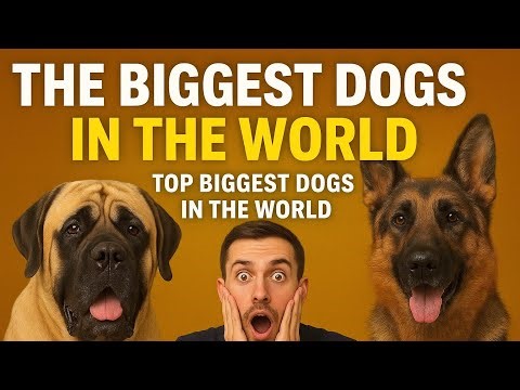 The Most Giant Dogs That Actually Exist!