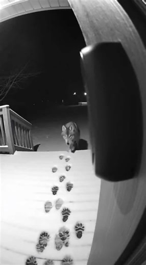 Wolf Meets Talking Doorbell! 00000000 You won't believe what our smart doorbell caught last night! 000 This curious wolf got the surprise of its life when it heard a voice from the speaker. What do you think it was thinking? 000 #Wolf #WildAnimals #DoorbellCam #FunnyAnimals #AnimalHumor #Wildlife #Surprise #Comedy #CaughtOnCamera #ViralAnimals #FunnyVideo #AnimalMischief #Unexpected #NatureCam #HomeSecurity