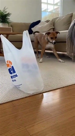 why do dogs hate plastic bags this much #petbehavior #dogs #funny