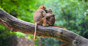 Look: 6 animal bromances that show the value of male friendship