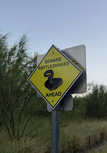 Rattlesnakes in Texas: How to Jog Safely on Trails