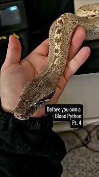 The BEST Temp for your Blood Python! #snake #bloodpython #reptiles #reptilelife