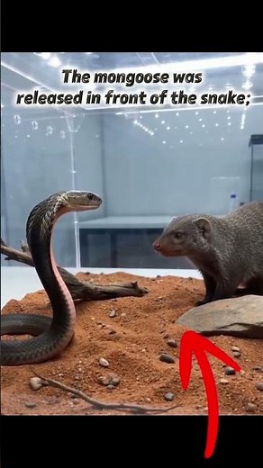Snake vs. Mongoose