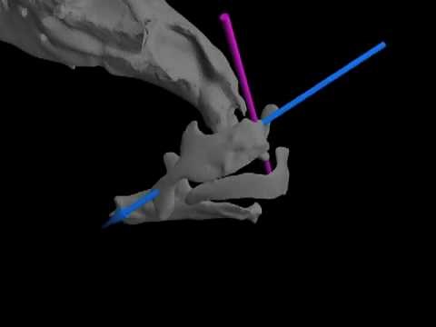 Fish Feeding: XROMM animation of jaw protrusion in common carp showing anatomical axes