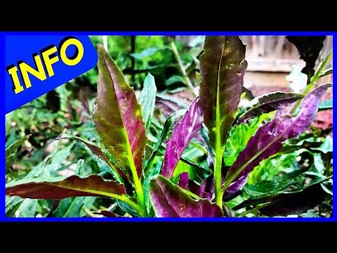 Okinawa Spinach - Gynura Bicolor (INFO)