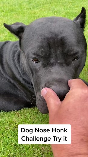 Dog Nose Honk Challenge: Try It Today!