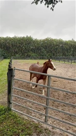 Pumpkin galloping 😁 #horsebackridinglessons #horse #equestrianjourney