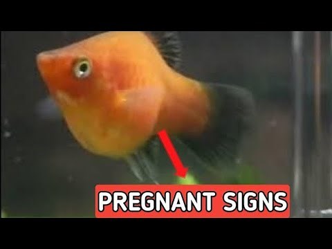 How to tell if platy fish is pregnant | Platy fish giving birth | Pregnant Platy fish signs .