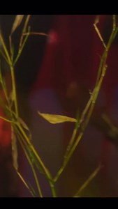 Il y a 1 an sortait Boukanack live acoustique enregistré au Sensor Club 🎤🎸🎶 Pour redécouvrir ce moment magique, allez voir le superbe film réalisé par @leo.nephtali 💚💛❤️ 👉🏿 https://bfan.link/boukanack-1 #mariaasiga #casamance #africa #senegal #asekaw #music #godinguitars #acoustic #livemusic #sensorclub | MARIAA SIGA